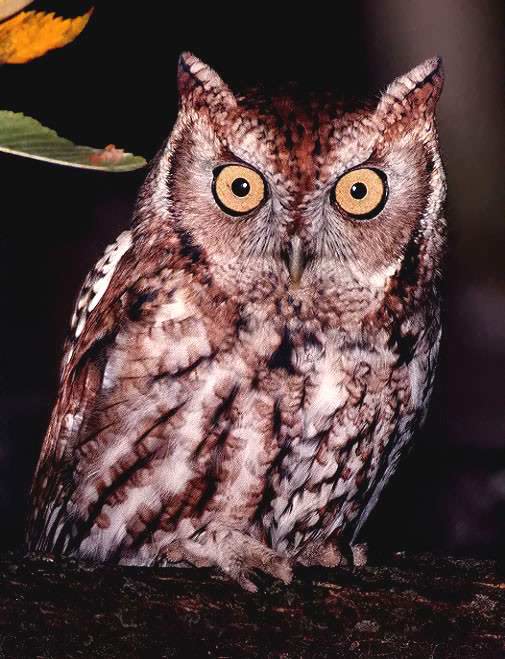 Screech Owl -eastern